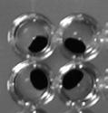 The NucleoMag Beads are attracted to the magnet, while the wash buffer can be removed from the well or the elution buffer containing the purified DNA can be recovered, respectively.