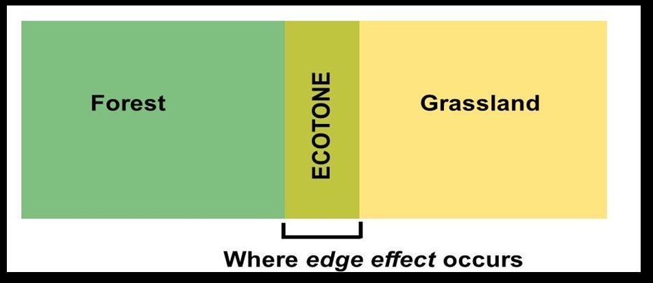 Figure 5B: Ecotone and Edge effect. Edge effect can observe in the coastal zone where the land and the ocean meet.