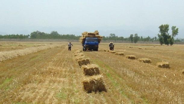 (1) Crop Straw On Jan 21 st, 2011, MoA issued National crop straw resources surveying and evaluation report.