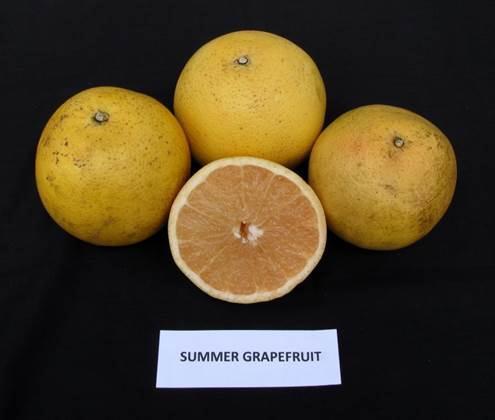 N2-28 (Summer Gold Grapefruit) Reaches maturity mid-season Holds through July True grapefruit Slight blush on some fruit