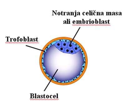 3 Slika 2: Blastocista (Human Embryonic Stem Cells, 2009) Multipotentne matične celice se še zmeraj lahko razvijejo v