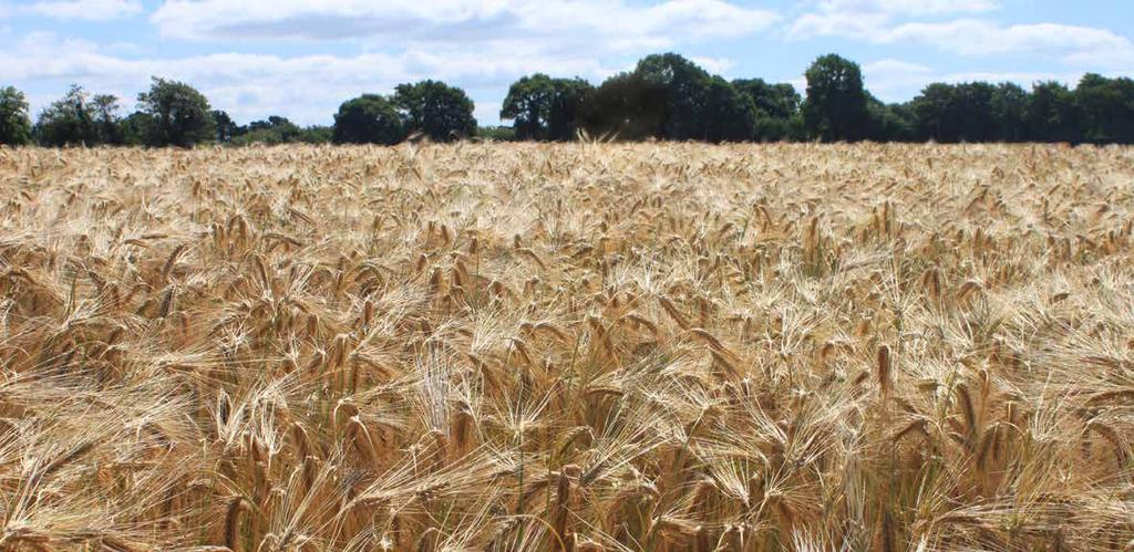 WINTER BARLEY YOUR QUESTIONS, ANSWERED: Hybrid Barley is now under the HYVIDO Brand Name What actually is Hybrid Barley?