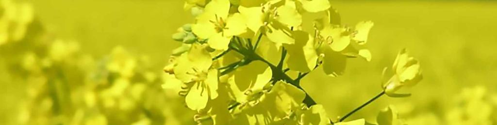 OILSEED RAPE WHAT S NEW FOR PLANTING OILSEED RAPE IN 2015? The hybrid v s conventional debate Conventional open-pollinated varieties are also known as pure lines or inbred lines.