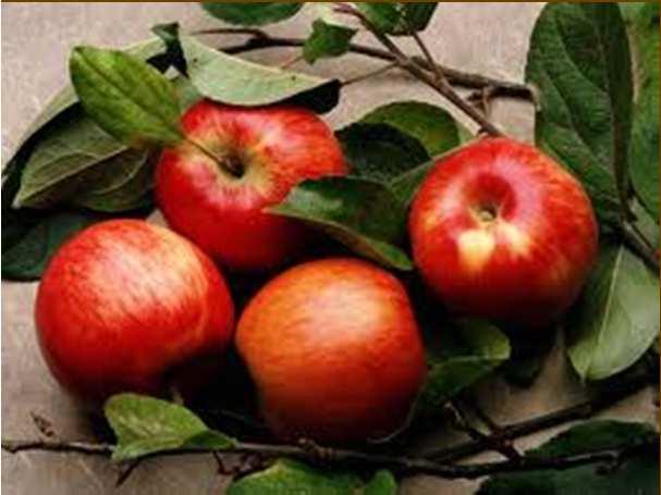 R&D of transgenic fruit crops USA: 28 applications for confined field