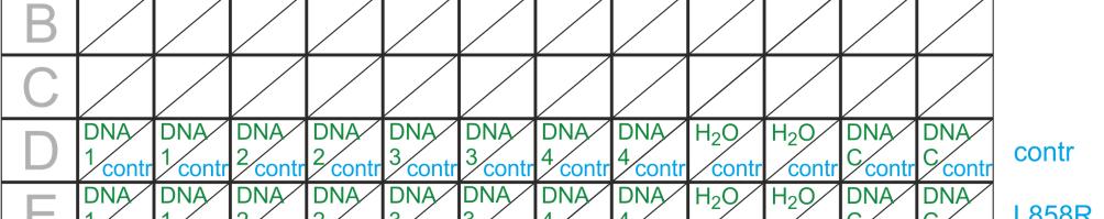 Figure 3. Plate setup for Allel-specific PCR of 4 unknown DNA Samples, template control (H 2O) NTC and Positive DNA control (DNA Control).