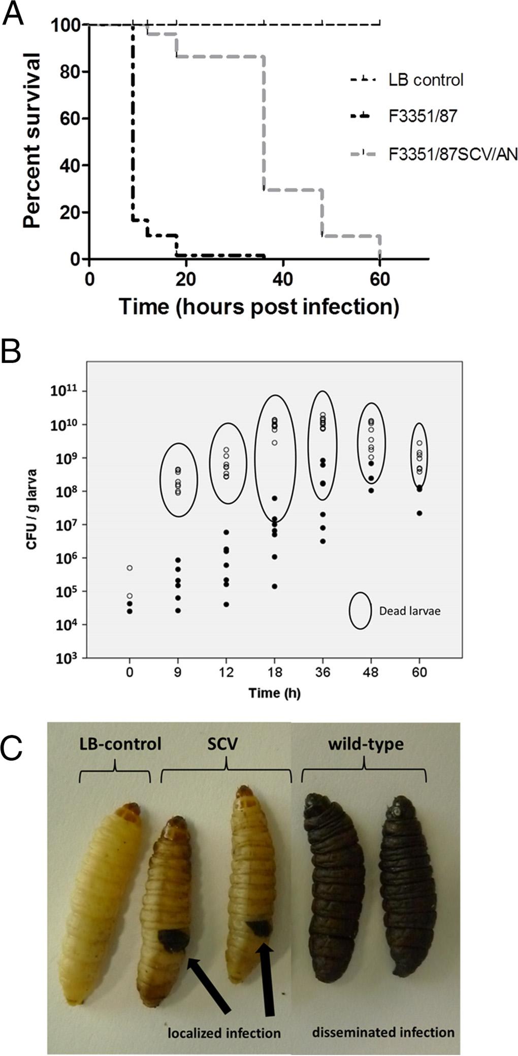 Frenzel et al. FIG 5 A reduced multiplication rate of SCVs is correlated with attenuated virulence and persistence in the G. mellonella model of bacterial infection.