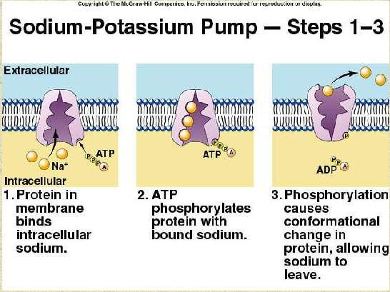 WHAT DOES ATP1A3 ACTUALLY DO?