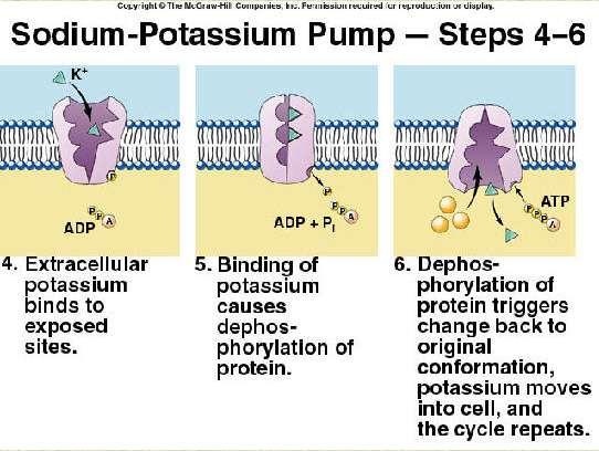 ATP1A3 pumps sodium ions out of cells and potassium ions into cells.