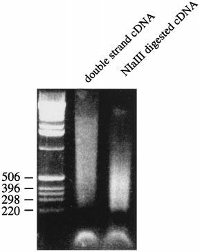 Fig. 1. Schematic for GLGI. (A) In this process, first-strand cdna synthesized by oligo(dt) is used for PCR.