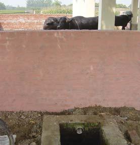 Urine being collected through channel in pit to transfer to fish pond through under ground pipe fodder consumption, milk production and excreta generated by the animals is monitored.