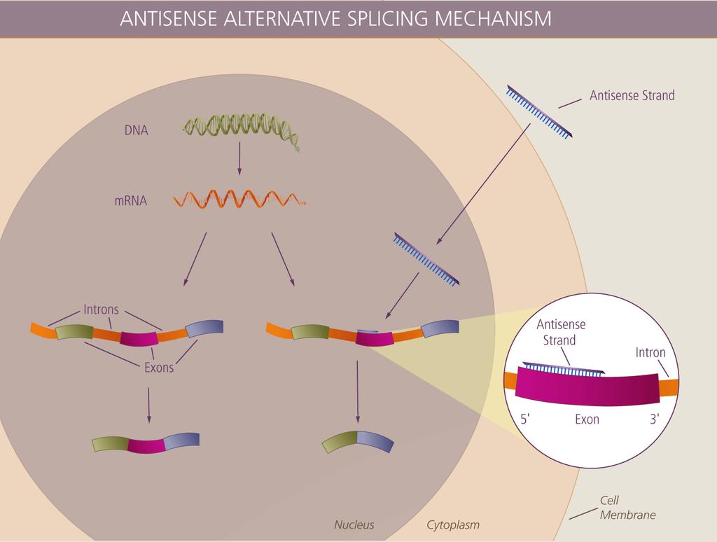 Modulation of Alternative Splicing Using Antisense ligonucleotides