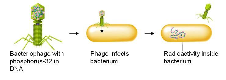 If the bacteria, after injected by the virus, contained