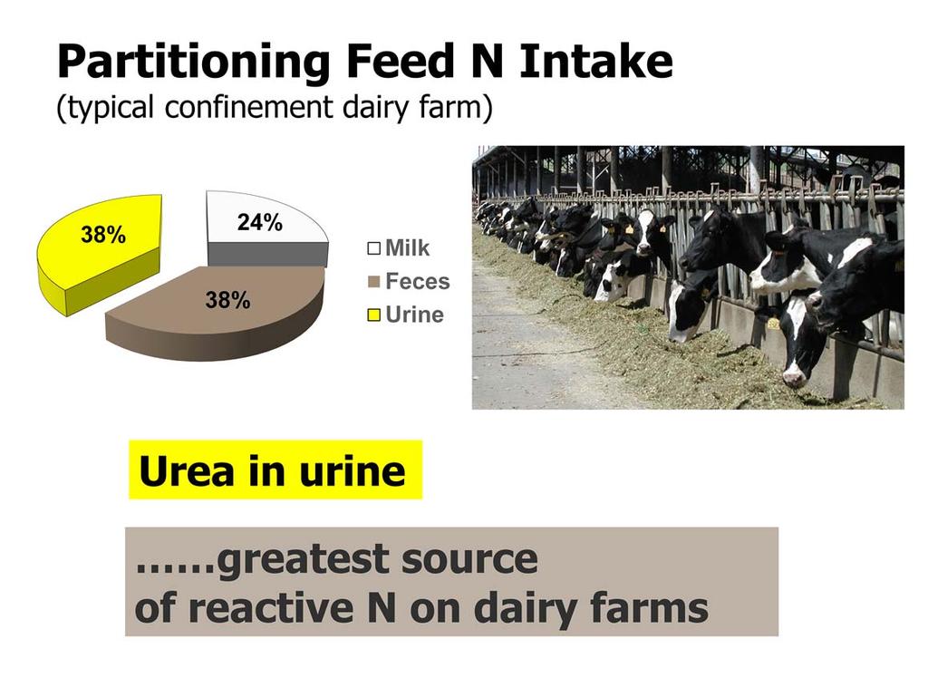 Of the total feed N consumed, a general average of 24% is secreted in milk and 38% is excreted in feces and 38% in urine.