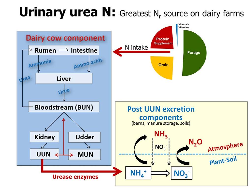 General interactions between dietary N, MUN, UUN and atmospheric N emissions from dairy farms are depicted in this slide.
