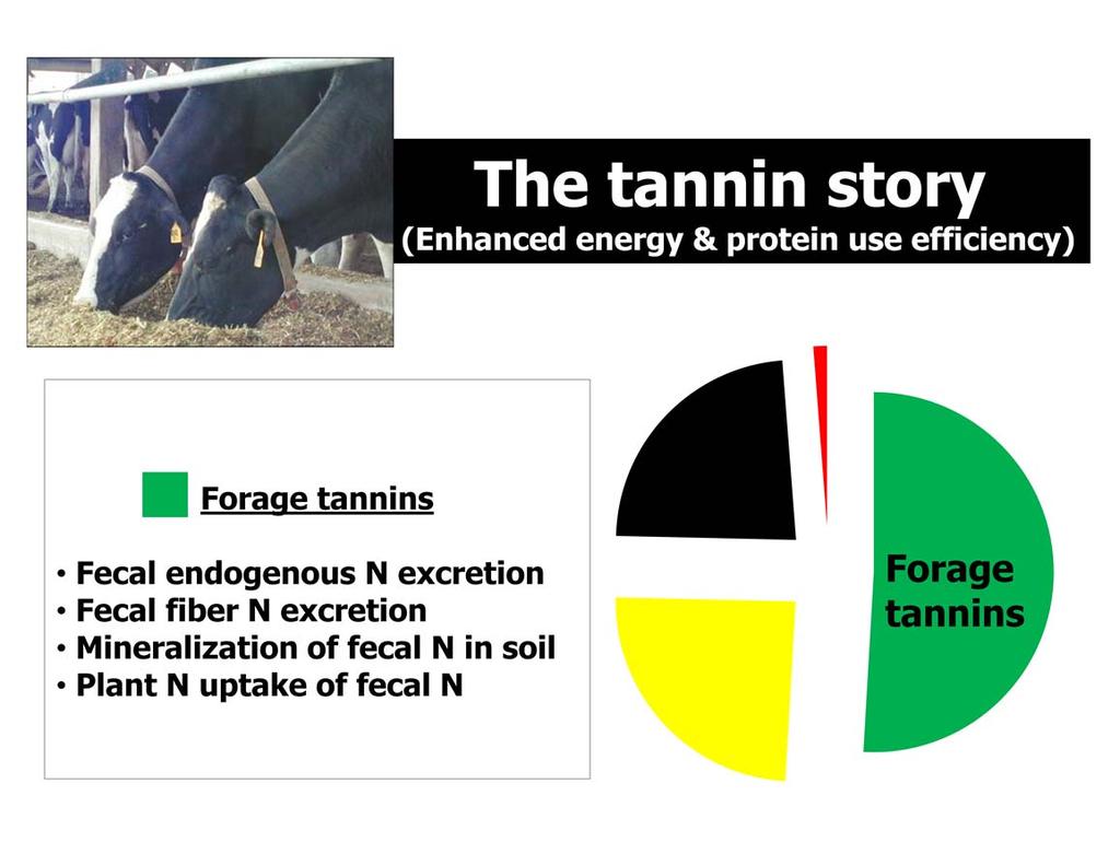 One approach to enhance feed protein utilization and reduce N excretion by dairy cows is to increase the concentrations of tannin in their diets.