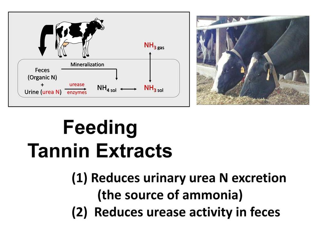 The effectiveness of tannins in reducing NH 3 emissions from dairy manure can be attributed to two factors: (1) reductions in urinary N