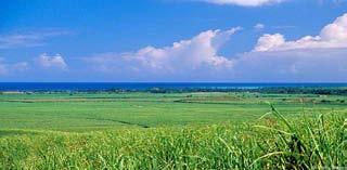 Key traits Established field crop markets (corn, soybean,...) Rice Bioenergy crops (sugarcane, switchgrass,.