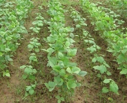 intercropping system in order to achieve maximum productivity and economic