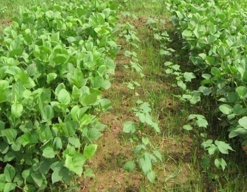 BARI recommendation fertilizer for mungbean T= Single row cotton+-row