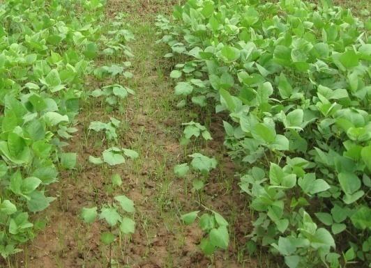 Weeding : Two times = Single row cotton+-row mungbean Irrigation : Light