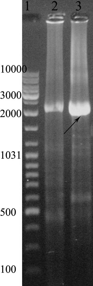 Mutating Asn-666 to Glu in the O-helix region of the taq... recombinant plasmids containing the Asn666Glu were screened by digestion with EcoRI, Bam HI, and NheI restriction enzymes (1 h, 37 o C) (7).