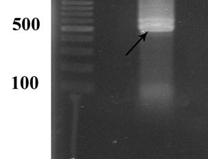 2A, the PCR product of the first tube was about 2000 bp which is similar to the expected size of 2134 bp.