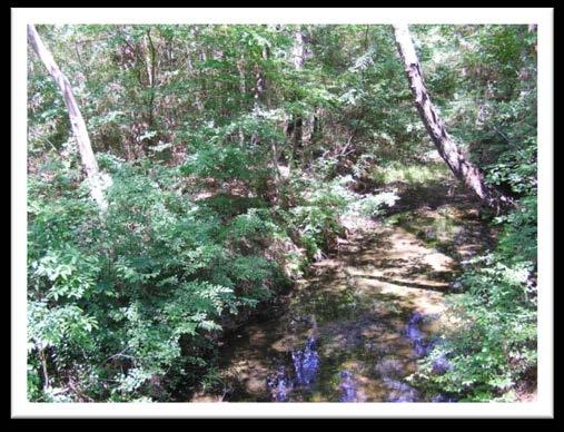 They are forested riparian buffers, at least 50 feet wide, purposefully maintained along both sides of intermittent and perennial streams.