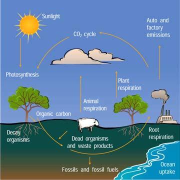 Traveling Carbon Cycle Game Sierra Club BC s Education Program FYI: Factual Tidbits to be used in the discussion after the game has been played.