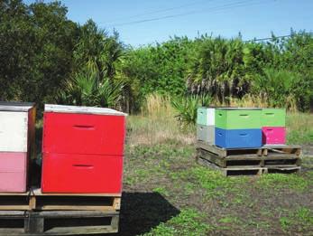edu/extension/pest/pdf/2015/ Soft-Bodied.pdf. Abandoned orchards and equipment for sale are a common site in Florida s citrus producing regions 7. Stansly, P.A. and Rogers, M.E. 2015.
