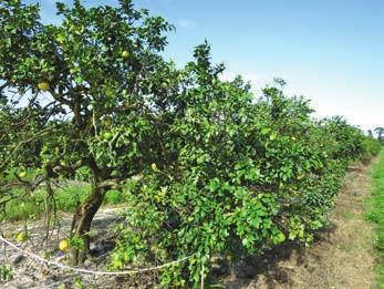 5 million tons in 2013-2014 comprised 37% of the national output, and together, Florida and California grew 97% of U.S. citrus (2).