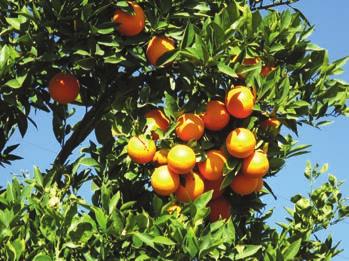 With the importation of HLB in 2012, the industry is on full alert to avoid the devastation now faced by Florida growers.