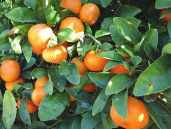 An additional impact that can only be predicted is the effect that the movement of HLB into commercial citrus and/or the decline of citrus in southern California would have in the central and