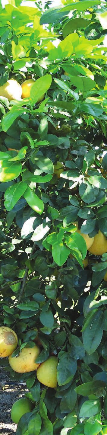 fication of citrus for HLB resistance; genetic modification of citrus to kill psyllids, genetic modification of psyllids to make them unable to transmit HLB; and development of antibiotic treatments