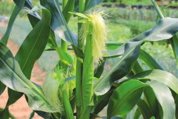 There are estimates that more than 90% of the sweet corn ears would be damaged by worms in Florida without insecticide sprays https://croplifefoundation.files.wordpress.