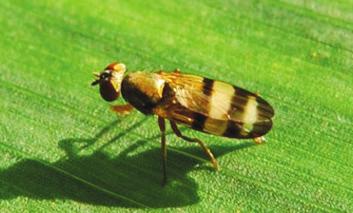 2 Main insights from Florida fresh market sweet corn production The silk fly complex is the most economically important insect pest management challenge facing fresh sweet corn growers in south