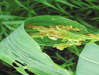 These programs are expensive, but they are necessary in a crop where there is a large and destructive pest complex and a zero tolerance for damage.