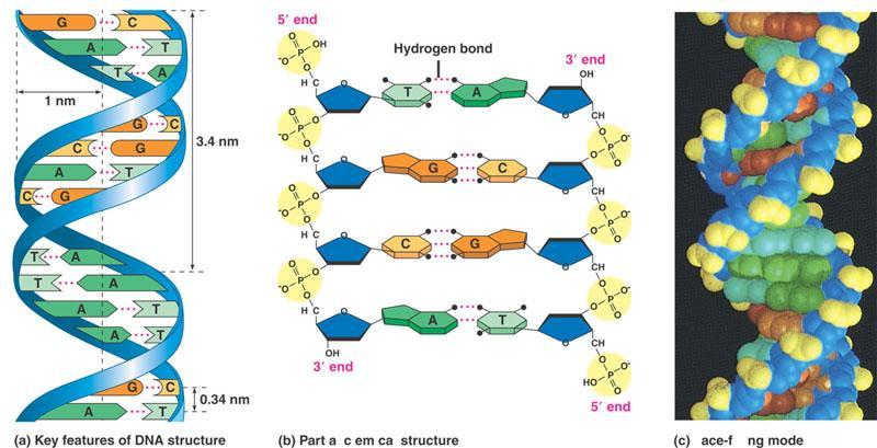 Base-Pairing Rules for DNA Chargaff Rules The two DNA strands are joined together at the nitrogenous
