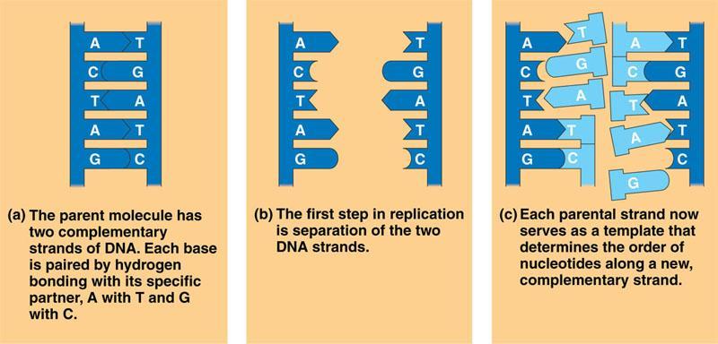 Models of DNA Replication II In semi-conservative replication,