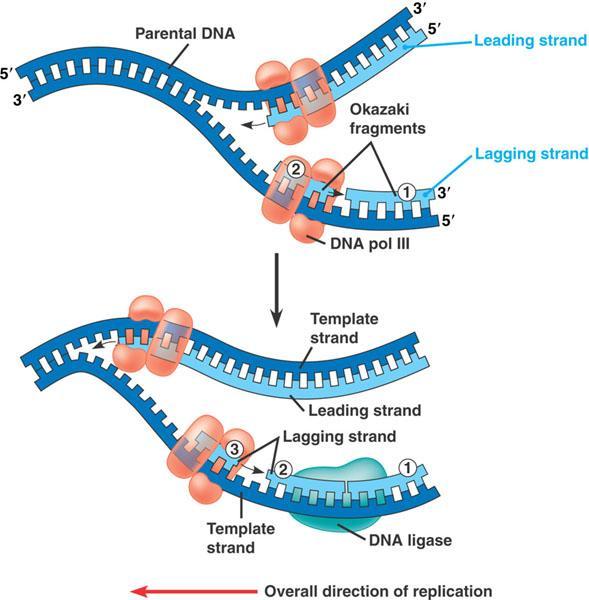 Introduction to the Strands II Complementary Strands {The Daughter Strands} The NEW DNA strands produced from the Template