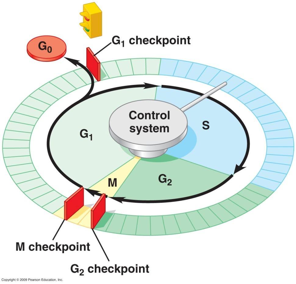 Check Points Recall, from the cell cycle, that there are check points during the