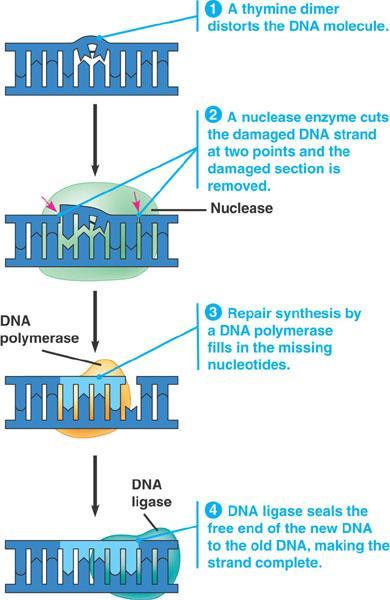 DNA Excision Repair DNA Polymerase II On some occasions, errors in nucleotides may occur while making the new DNA strand.
