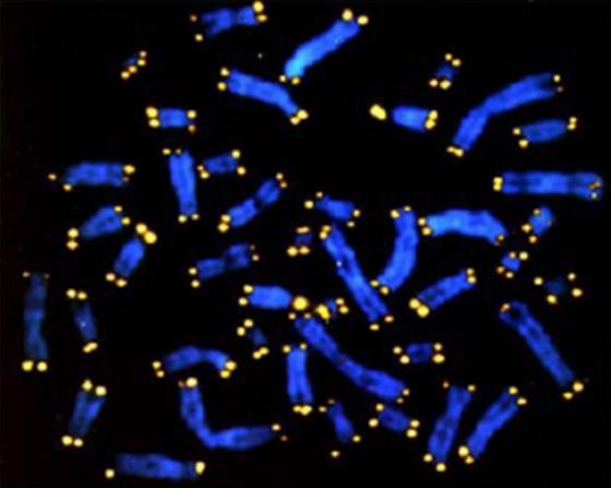 Telomeres, Telomerase & DNA Shortening At the end of eukaryotic chromosomes are known as telomeres Short, repetitive DNA sequences that do not contain genes.