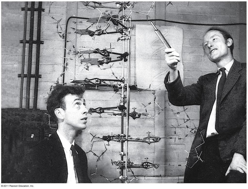Watson and Crick (1953) Used evidence from previous