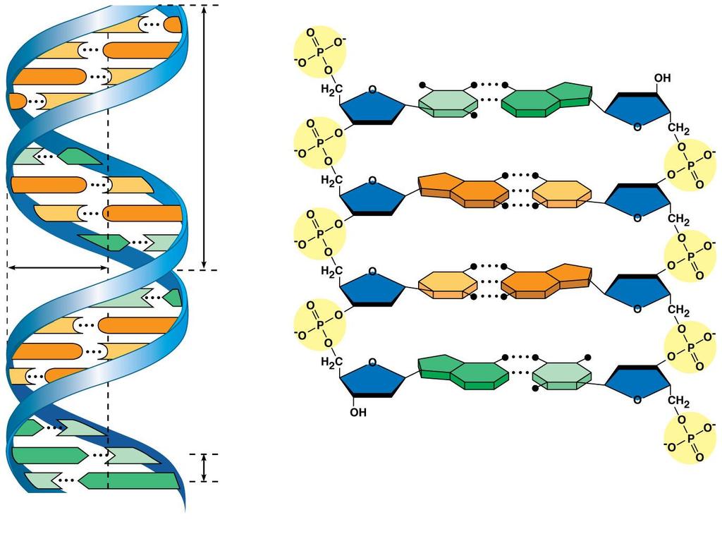 DNA structure DNA is a double helix G C C G G C C G 5 end Hydrogen bond T A 3 end The backbone is made of alternating phosphate groups and deoxyribose sugars T A G C 1 nm C C G A