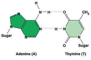 Nitrogenous Base Pairing Chargaff s Rules Adenine