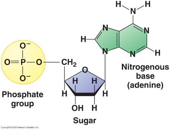 sugar and a nitrogenous base.