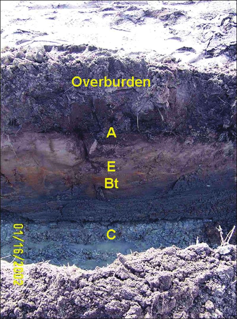 Located beneath this leached zone, some soils have a distinct brown or black horizon called the Bh or spodic horizon (Figure 1).
