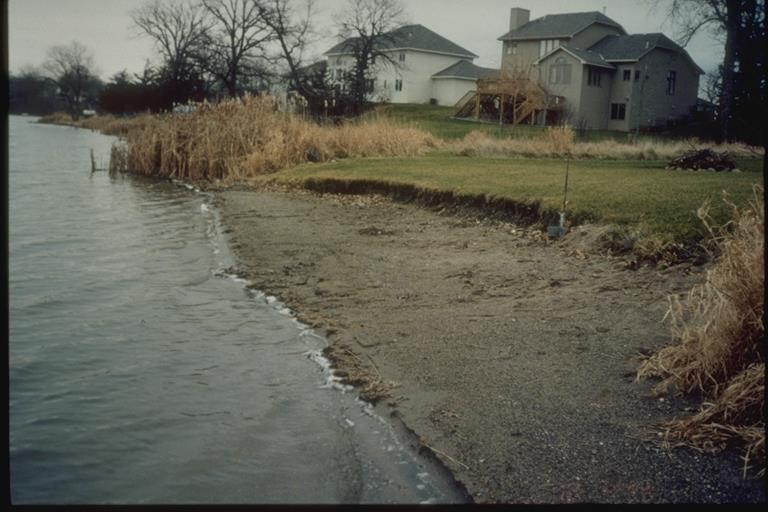Prevent erosion mergent aquatic plants, such as bulrushes and cattails help reduce wave impact which results in less shoreline