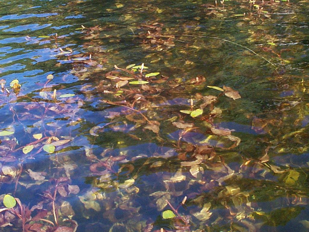Submerged Plants Grow primarily under the water surface for most of the growing season.