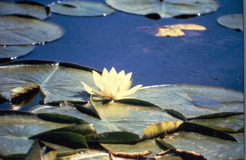 Floating Leaf Plants These plants are rooted in the lake bottom and have